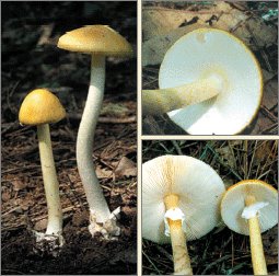 식품의약품안전처는 16일 가을 산행이나 추석 성묫길에 독버섯을 식용버섯으로 착각해 섭취하는 사고가 매년 꾸준히 발생하고 있다며 주의를 방부했다.