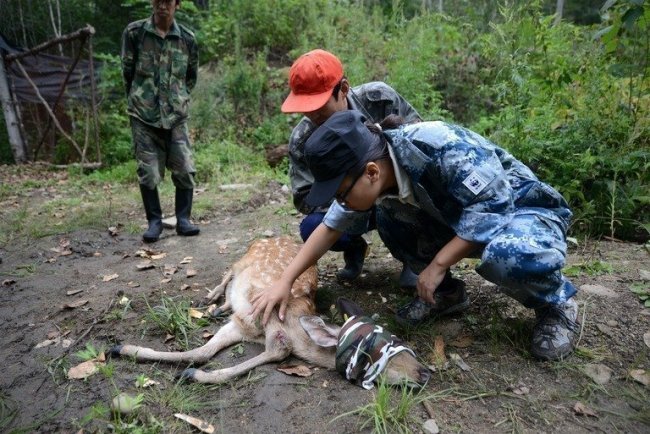 An injured sika deer, which will be served as food for Amur tigers, is being treated by World Wildlife Fund staff in China’s Jilin Wangqing National Nature Reserve. (AFP)