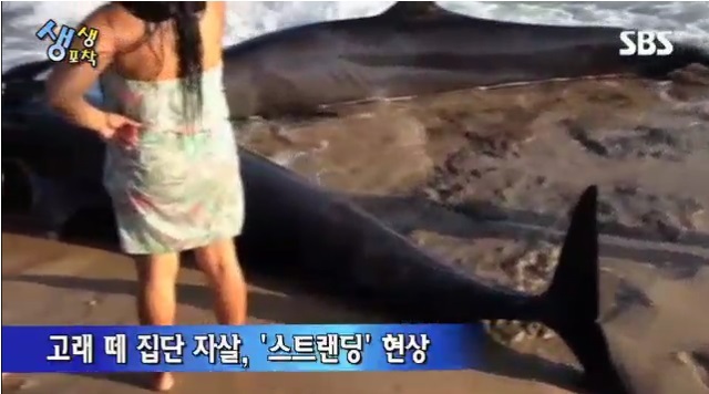 브라질에서 고래 떼죽음 현상이 발견돼 그 원인에 관심이 쏠리고 있다.