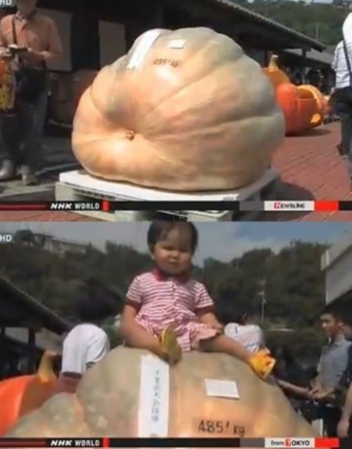 일본에서 초대형 크기의 호박이 등장해 전세계인의 이목을 집중시켰다.