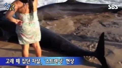 24일 한 매체는 지난 22일 브라질 북부 리오주 우파네마 해안에서 고래나 물개 등 해양동물의 집단 자살을 일컫는 ‘스트랜딩(Stranding) 현상’이 포착된 동영상을 공개했다.