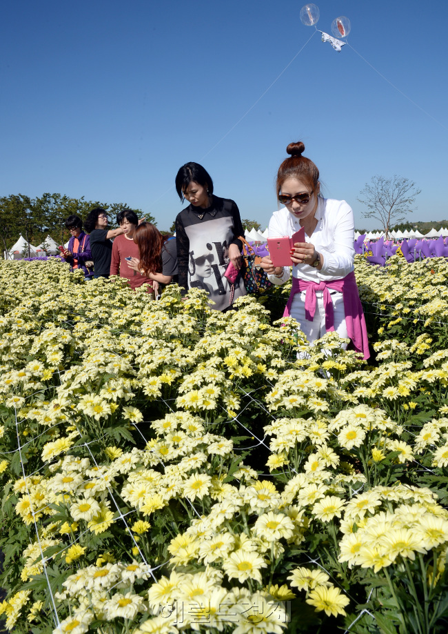 26일 오전 인천광역시 서구 수도권매립지에서 열린 국화축제에서 행사장을 찾은 관람객들이 만개되어 있는 국화를 보며 가을의 정취를 만끽하고 있다./안훈기자 rosedale@ 2013.09.26
26일 오전 인천광역시 서구 수도권매립지에서 열린 국화축제에서 행사장을 찾은 관람객들이 만개되어 있는 국화를 보며 가을의 정취를 만끽하고 있다./안훈기자 rosedale@ 2013.09.26