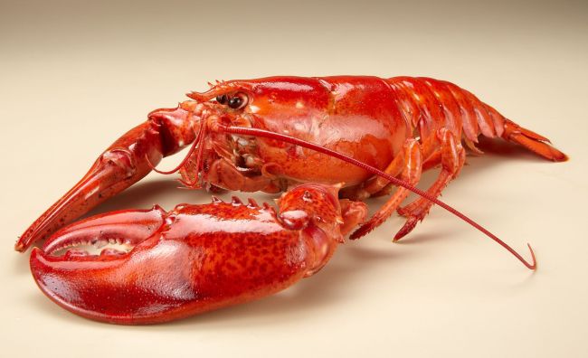 롯데마트는 미국산 활 랍스터(1마리ㆍ500g 내외)를 9700원에 판다고 1일 밝혔다