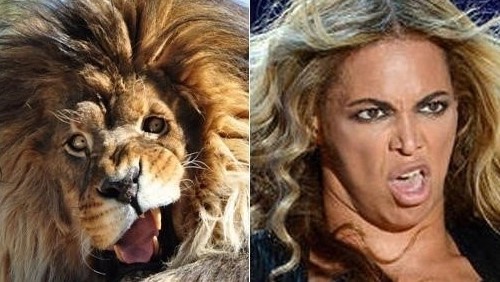 비욘세(Beyonce/가수/영화배우)
비욘세 닮은 사자가 공개돼 화제를 모았다.
최근 한 온라인 커뮤니티에 ‘비욘세 닮은 사자’라는 제목으로 사진이 올라왔다.