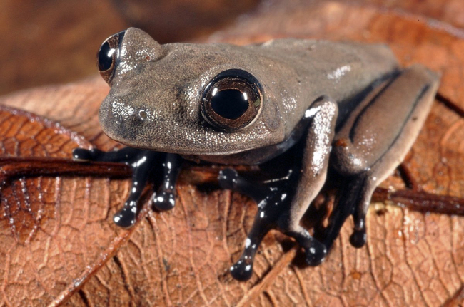 A sleek chocolate-colored frog dubbed the “cocoa frog”   (AP-Yonhap News)