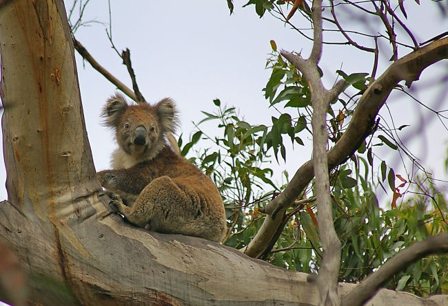 A koala watches tourists in southeast Australia.   MCT