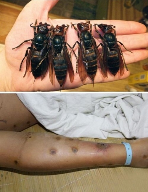 중국에서 일명 ‘살인 말벌’로 부리는 장수말벌이 기승을 부려 누리꾼들의 경각심을 일으키고 있다.