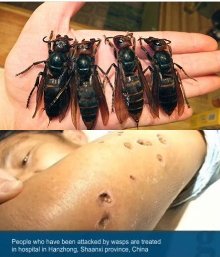 중국에서 ‘살인 땅벌’로 인해 수십 명의 인명 피해가 발생해 화제가 되고 있다.