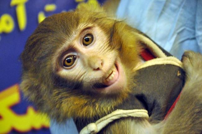 An image obtained from Iranian Students’ News Agency shows a man holding a monkey that was successfully launched into space and brought back safely to Earth, on Jan. 28.   AFP