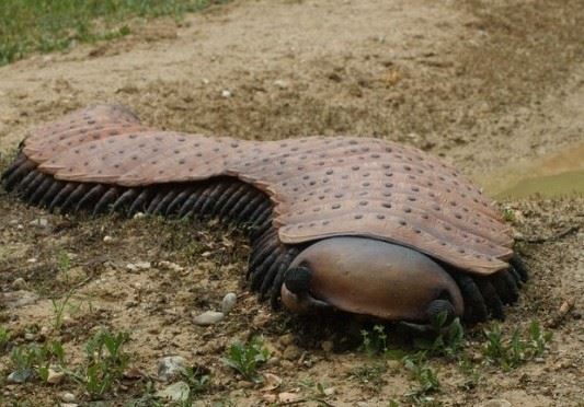 3억 년 전 대형 지네가 누리꾼들 사이에서 화제다.