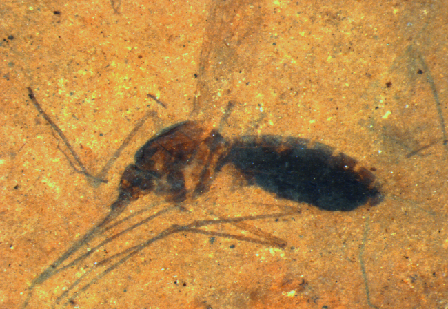 This image provided by the Smithsonian Institution shows a fossilized female mosquito in a piece of shale.
AP-Yonhap News