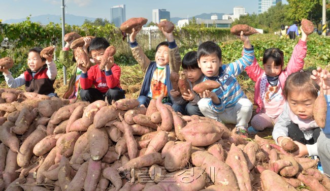 17일 오전 서울 서초구는 내곡동에 위치한 사랑의 밭에서 내곡동 주민자치위원회와 직능단체 회원, 주민과 어린이집원아가 참석한 가운데 손수 고구마를 캐고 순을 따는 도심 속 신나는 농촌체험 행사를 가졌다. 이번에 수확한 고구마는 저소득층 가정 200세대와 관내 노인정 9개소등에 전달할 예정이다.<br />이상섭 기자. babtong@heraldcorp.com 2013.10.17
17일 오전 서울 서초구는 내곡동에 위치한 사랑의 밭에서 내곡동 주민자치위원회와 직능단체 회원, 주민과 어린이집원아가 참석한 가운데 손수 고구마를 캐고 순을 따는 도심 속 신나는 농촌체험 행사를 가졌다. 이번에 수확한 고구마는 저소득층 가정 200세대와 관내 노인정 9개소등에 전달할 예정이다.
이상섭 기자. babtong@heraldcorp.com 2013.10.17
17일 오전 서울 서초구 내곡동에 위치한 ‘사랑의 밭’에서 어린아이들이 손수 캔 고구마를 들어 보이고 있다. 이번에 수확한 고구마는 저소득층 가정 200세대와 관내 노인정 9곳 등에 전달할 예정이다.  이상섭 기자/babtong@heraldcorp.com