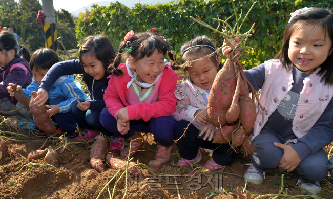 17일 오전 서울 서초구는 내곡동에 위치한 사랑의 밭에서 내곡동 주민자치위원회와 직능단체 회원, 주민과 어린이집원아가 참석한 가운데 손수 고구마를 캐고 순을 따는 도심 속 신나는 농촌체험 행사를 가졌다