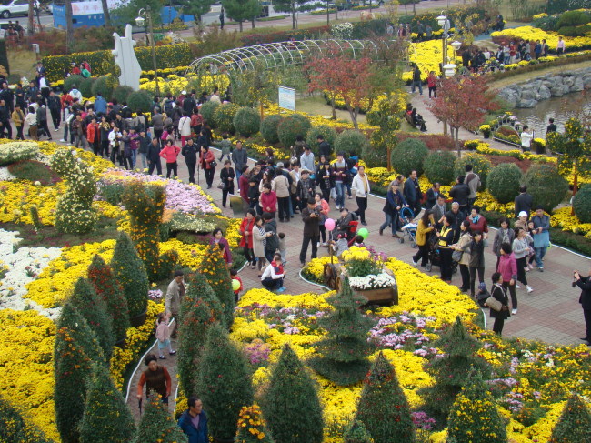 Visitors walk around the chrysanthemum park in Iksan during the Ten Million Chrysanthemum Festival last year.
(Ten Million Chrysanthemum Festival)
