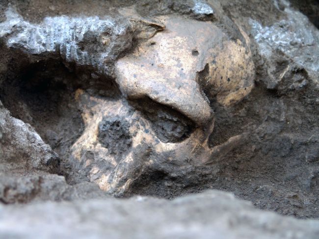 The 1.8 million-year-old hominid skull from Dmanisi, Georgia   AFP-Yonhap News