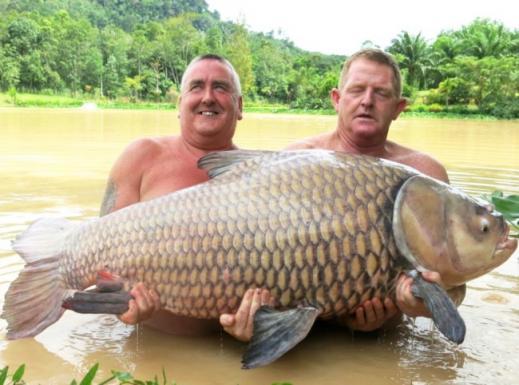 60kg 괴물 잉어가 잡혀 세계를 깜짝 놀라게 했다.