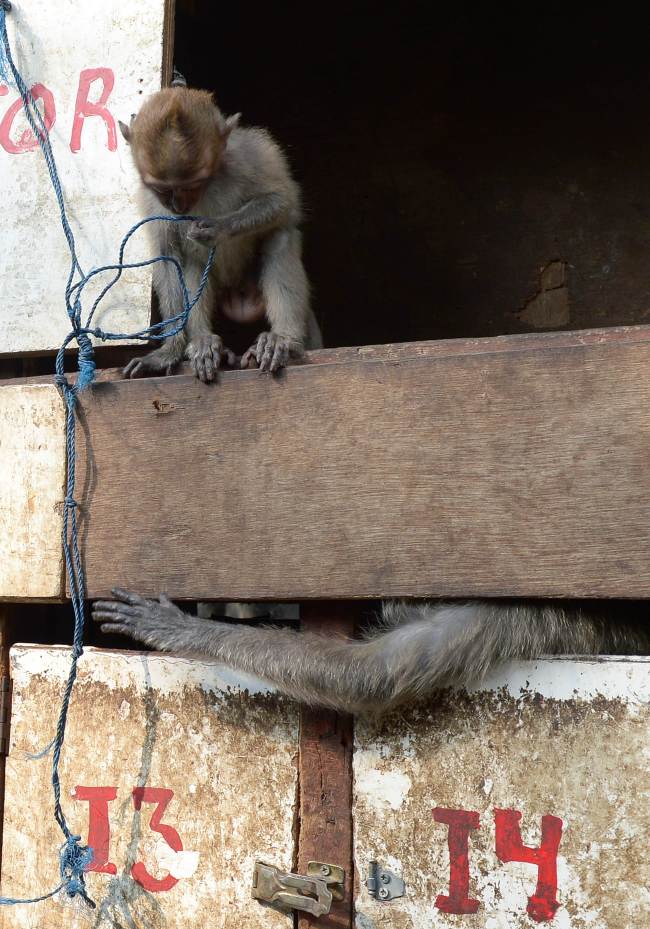 This photo shows monkeys kept in small wooden cages in a slum area of Jakarta.   AFP-Yonhap News