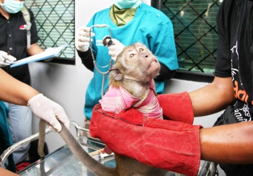 A monkey seized from an itinerant circus group undergoes a health check at the Animal Health Agency office in Jakarta on Wednesday.   The Jakarta Post