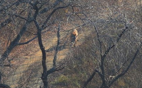 산길을 걷는 야생 백두산호랑이가 사진에 포착됐다.