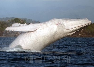 색다른 칭찬법이 화제다.