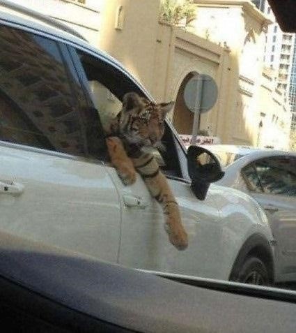 기상천외한 애완동물들을 담은 사진이 온라인에서 화제다.