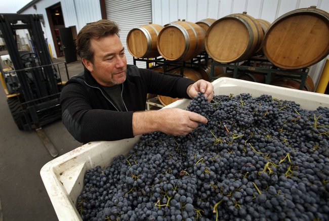 Steve Clifton, winemaker and owner of Palmina Winery at his Lompoc facility in Lompoc, California, looks over a delivery of freshly picked Barbera grapes on Oct. 25.   Los Angeles Times/MCT