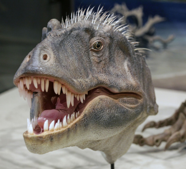 A model derived from actual skull bones of a new tyrannosaur species   AP-Yonhap News
