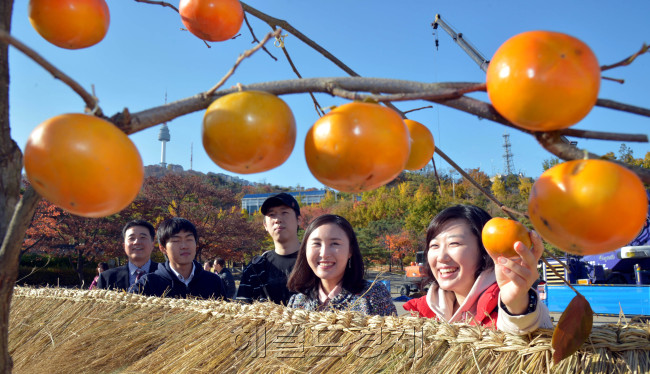 농협과 (사)한국단감협회는 7일 오전 서울 남산골 한옥마을에서 2013단감데이 행사를 열고 파란 가을 하늘 아래 풍성한 단감을 전시회 눈길을 끌고 있다. 단감데이는 단감이 본격적으로 출하되는 11월 가까운 가족과 이웃에게 단감으로 마음을 전하자는 취지로 11월 4일로 제정돼 있으나 올해는 단감 성출하기가 7일로 돼 행사를 열고 있다.<br />김명섭 기자 msiron@heraldcorp.com
농협과 (사)한국단감협회는 7일 오전 서울 남산골 한옥마을에서 2013단감데이 행사를 열고 파란 가을 하늘 아래 풍성한 단감을 전시회 눈길을 끌고 있다. 단감데이는 단감이 본격적으로 출하되는 11월 가까운 가족과 이웃에게 단감으로 마음을 전하자는 취지로 11월 4일로 제정돼 있으나 올해는 단감 성출하기가 7일로 돼 행사를 열고 있다.
김명섭 기자 msiron@heraldcorp.com