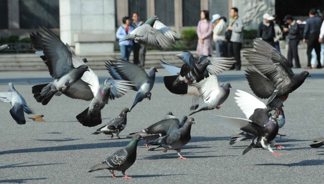 Pigeons gather at Namsan Park in Seoul.   Lee Sang-sub/The Korea Herald