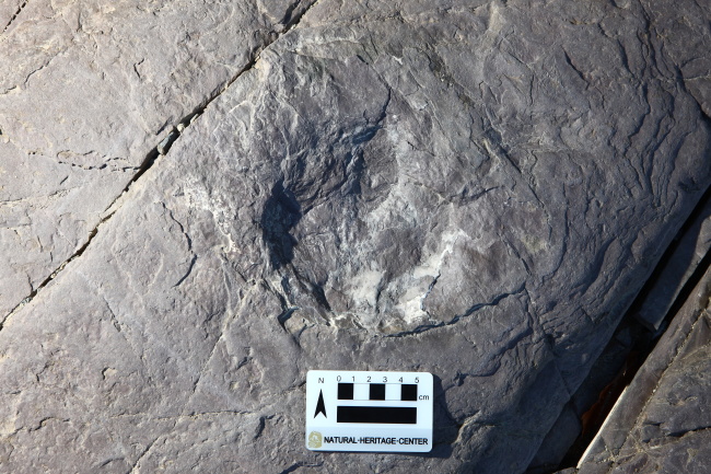 This photo provided by the National Research Institute of Cultural Heritage shows a fossilized dinosaur footprint found at the planned construction site of a dam to preserve the Bangudae Petroglyphs.   Yonhap News