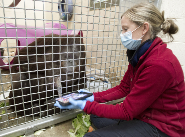Jill the orangutan explores an iPad app with assistant zoo supervisor Courtney Murray.   AP-Yonhap News