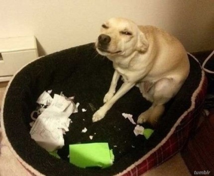 최근 한 인터넷 게시판에 ‘숙제를 먹은 개’라는 제목으로 한 장의 사진이 올라왔다.
이는 한 미국인이 인터넷에 공개해 화제가 된 사진으로, 사진 속 개는 주인의 숙제를 먹어버렸다고 전해져 웃음을 자아내고 있다.