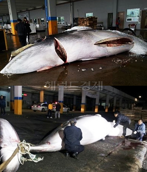 울산해양경찰서에 따르면 지난 8일 오후 5시30분께 울산시 북구 정자항 동방 24㎞ 해상에서 자망어선 선장 김모(34)씨가 그물에 걸려 죽은 밍크고래를 발견했다.
지난 5일 김씨가 던져둔 그물에 혼획된 이 고래의 몸길이는 7.5m, 둘레 4,6m, 무게 4.7t에 달하는 것으로 알려졌다. 혼획은 특정 어류를 잡으려고 친 그물에 엉뚱한 종이 우연히 걸려 어획된 것을 의미한다. 이 고래는 9일 수협 위판장에서 5570만원에 낙찰됐다.