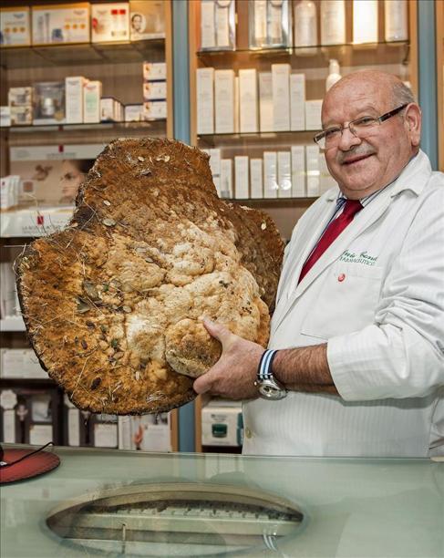 3일 스페인의 한 매체는 “스페인의 한 약사가 스페인 서부 지방 살라망카에서 ‘12kg 자이언트 버섯’을 발견해 자신의 약국에 전시하고 있다”고 보도했다.
이 버섯은 ‘시루뻔 버섯’으로 지름이 65㎝에 무게가 12kg이다.
버섯을 발견한 약사는 “20년간 매년 가을에 야생버섯을 따러 다녔지만 이렇게 큰 버섯은 처음”이라고 말했다.