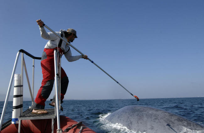 This undated image provided by the SOCAL-BRS project shows a researcher tagging a blue whale off the coast of Southern California.   AP
