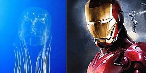 최근 한 온라인 커뮤니티 게시판에는 ‘아이언맨 해파리’라는 제목으로 사진 한 장이 올라왔다. 사진 속 해파리는 ‘아이언맨’의 철가면을 닮은 몸통에 실처럼 가느다란 촉수를 늘어뜨린 채 헤엄치는 모습이다.
사진 속 주인공은 ‘박스 해파리’로 ‘바다 말벌 해파리’라고도 불린다. 박스 해파리의 일부 종은 사람을 죽일 정도의 맹독을 지닌 것으로 알려져 눈길을 끌었다.