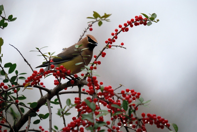 The cedar waxwing is just one species of bird that finds holly berries a tasty treat.   MCT