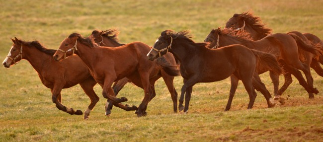 Horses run through a field on Jejudo Island on the eve of 2014, the Year of the Horse, which is the seventh sign on the Chinese zodiac and symbolizes speed, energy and freedom.
Kim Myung-sub/The Korea Herald