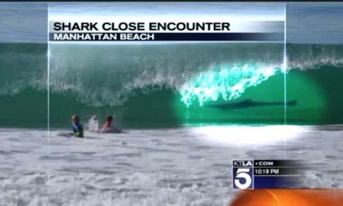 30일(한국시각) KTLA의 보도에 따르면, 준 에머슨(June Emerson)은 맨해튼 비치(Manhattan Beach)에서 두 아이가 서핑을 즐기는 파도 사이에 상어가 포착됐다.
아이들의 수영하는 모습을 찍던 에머슨은 불과 몇미터 떨어진 곳에서 상어로 추정되는 물체가 찍힌 것을 보고 화들짝 놀랐다.