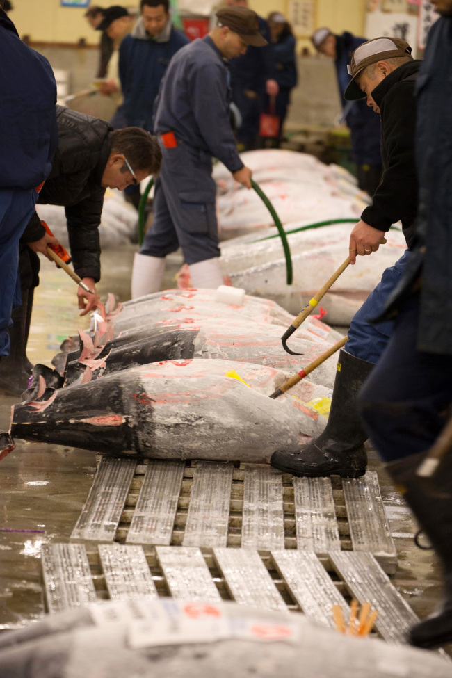 Buyers inspect tuna prior to the year’s first auction at Tsukiji Market in Tokyo.   Bloomberg