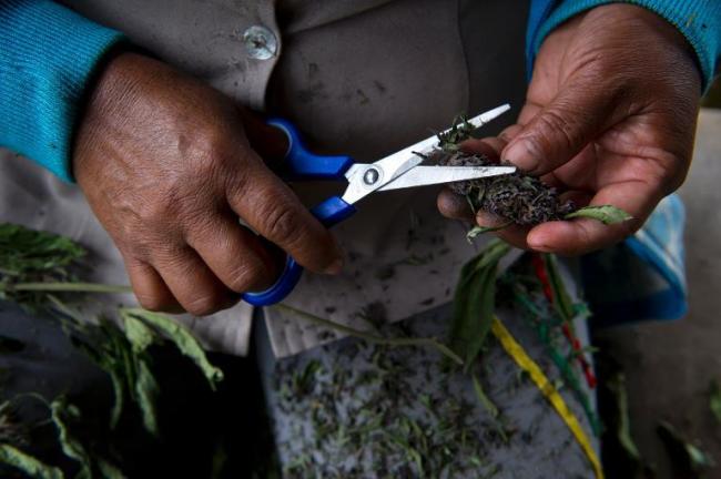 A Colombian woman cuts marijuana leaves in a rural area of Corinto, department of Cauca.   AFP