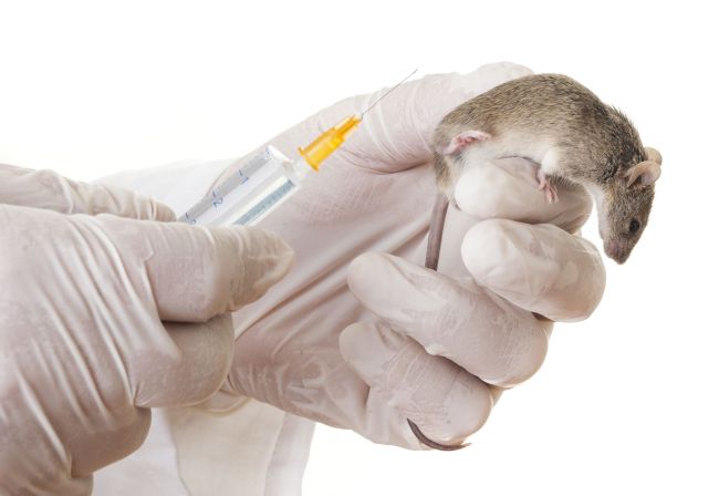 Rats are often used as test subjects for cosmetic products.   123RF