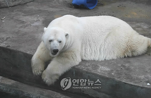 최근 북미 지역의 기록적인 한파로 인해 심지어는 시카고의 한 동물원의 북극곰이 추위에 떠는 사태가 발생했다. 지난 월요일 시카고 링컨 공원 동물원의 북극곰이 너무 낮은 기온으로 인해 외부로 나오지 못했다. 동물원 관계자의 말에 의하면 이와 같은 영하의 추위는 야생의 북극곰들에게는 일반적인 환경이지만, 사육장에서 자란 북극곰에게는 매우 혹독한 환경이 될 수 있다고 전했다.