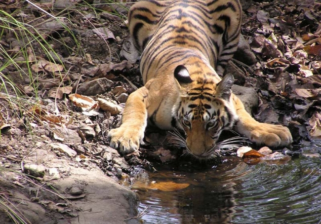 A female tiger at the Kanha Tiger Reserve in central India   MCT