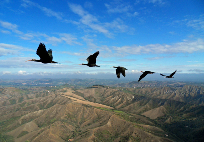 Northern bald ibises fly in formation.   AP-Yonhap News