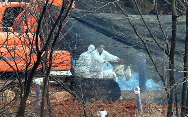 Quarantine officials cull ducks which are infected with a highly pathogenic strain of bird flu in Gochang-gun, North Jeolla Province, Friday.   Yonhap News