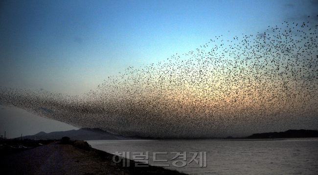 10일 혹독한 겨울을 보내고 남부지방으로 이동하여 월동하던 20만 개체의 가창오리가 시베리아로 돌아갈 준비를 하며 날아오르고 있다. 박현구 기자phko@heraldm.com 2011.03.11
10일 혹독한 겨울을 보내고 남부지방으로 이동하여 월동하던 20만 개체의 가창오리가 시베리아로 돌아갈 준비를 하며 날아오르고 있다. 박현구 기자phko@heraldm.com 2011.03.11
가창오리가 전북 고창·부안의 조류인플루엔자(AI)를 퍼뜨린 ‘주범’으로 지목됐다. 사진은 20만 개체의 가창오리가 시베리아로 돌아갈 준비를 하며 날아오르는 모습.  박현구 기자/phko@