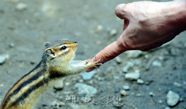 처서가 지나고 아침 저녁으로 선선한 바람이 불어오면서 산골짜기 다람쥐도 먹이를 준비하느라 바빠지고 있다. 설악산 희운각대피소에서 등산객이 땅콩을 나눠주자 다람쥐가 고맙다고 인사하는 듯 하다.<br />김명섭 기자 msiron@heraldcorp.com
처서가 지나고 아침 저녁으로 선선한 바람이 불어오면서 산골짜기 다람쥐도 먹이를 준비하느라 바빠지고 있다. 설악산 희운각대피소에서 등산객이 땅콩을 나눠주자 다람쥐가 고맙다고 인사하는 듯 하다.
김명섭 기자 msiron@heraldcorp.com
처서가 지나고 아침 저녁으로 선선한 바람이 불어오면서 산골짜기 다람쥐도 먹이를 준비하느라 바빠지고 있다. 설악산 희운각대피소에서 등산객이 땅콩을 나눠주자 다람쥐가 고맙다고 인사하는 듯 하다.
김명섭 기자 msiron@heraldcorp.com
