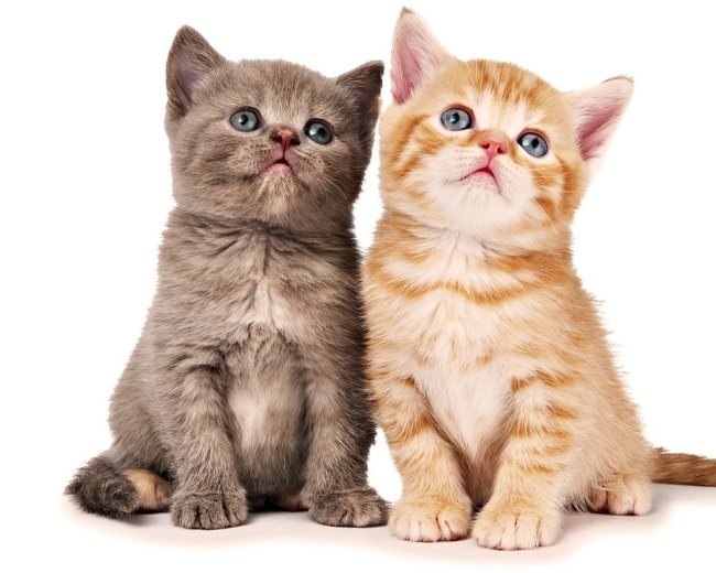 고양이. 낮에 집 비우는 전문직 여성 (혼자서도 잘 논다, 조용한편)