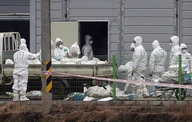 The officials at Buyeo, South Chungcheong cull thousands of chicken after a case of avian influenza was found in a poultry bred at a regional farm. (Yonhap News)